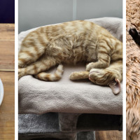 Jackson's Rescue Cat Cafe