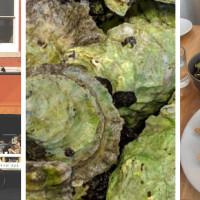 North Beacon Oyster