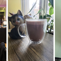 The Pawsitive Cat Cafe